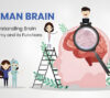 Explore the human brain's anatomy and its vital functions. Unlock the secrets of how this remarkable organ works.