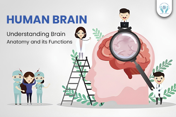 Explore the human brain's anatomy and its vital functions. Unlock the secrets of how this remarkable organ works.